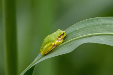 葉の上で休むアマガエル