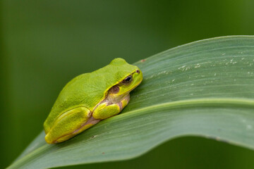 葉の上で休むアマガエル