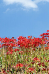 彼岸花
