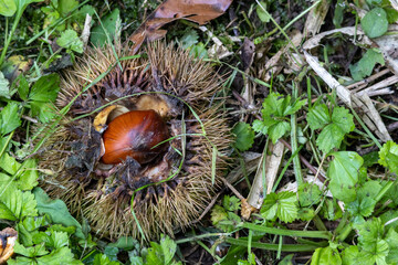 落ちてきた毬栗