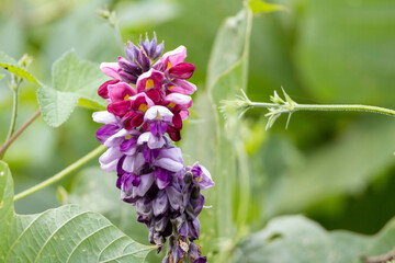 赤紫色が可愛い葛の花