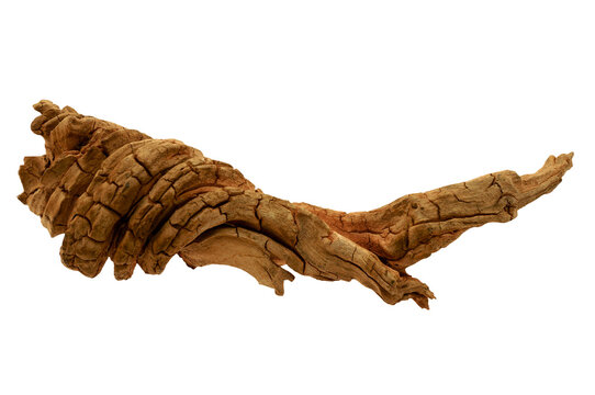 Curved dry wood from the desert  isolated on transparency photo png file 