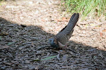 the bar shouldered dove has a grey head and tan with black lines on its back wings
