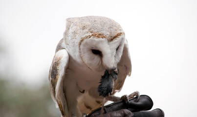 the barn owl has a white body with a heart shaped face