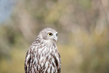 this is a close up of a barking owl looking out for danger
