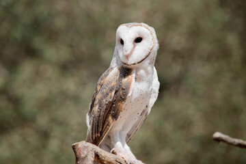 the barn owl has a heart shaped white face