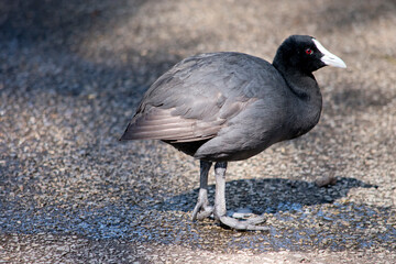 The Eurasian coot is a black bird with a white frontal shield