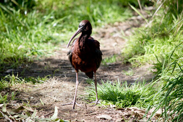 the Glossy Ibis is a small dark ibis that looks black in the distance. At close quarters the neck is reddish-brown and the body is a bronze-brown.