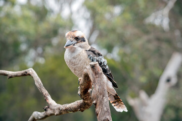 the laughing kookaburra is perched on a branch