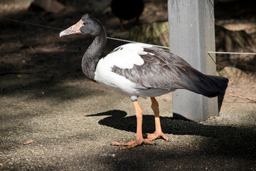 this is a side view of a magpie goose