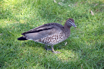 the female Australian wood maned duck is walking on a green lawn