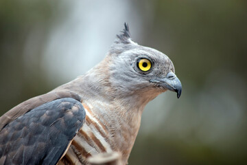the Pacific baza has a grey face with yellow eyes white and brown striped chest and drak grey wings