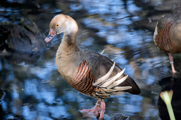 the plumed whistling duck is walking into a pond