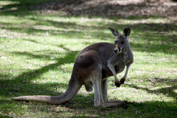 the red kangaroo is the largest of the marsupials
