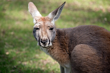 this is a close up of a red kangaroo