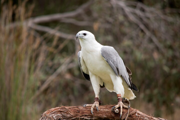 The White-bellied Sea-Eagle is the second largest raptor  found in Australia