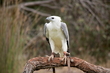 The White-bellied Sea-Eagle is the second largest raptor  found in Australia he is standing on a perch