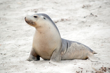 Naklejka premium the sea lion pup is looking for its mother