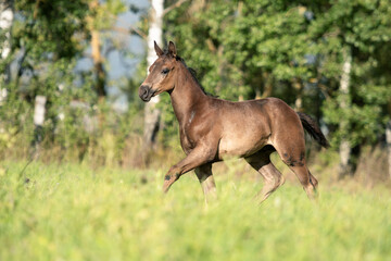 Naklejka na ściany i meble beautiful black-brown colt running at pasture freely. sunny day