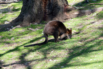 the swamp wallaby has a grey brown body long tail and brown eyes