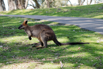 this is a side view of a swamp wallaby