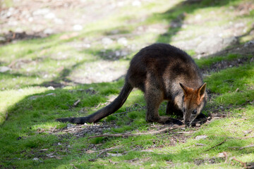 the swamp wallaby has a grey brown body long tail and brown eyes