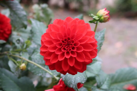 Flores de dalia roja en el jard&iacute;n bot&aacute;nico. Hermosa flor de dalia roja con fondo verde