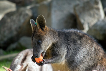this is  a close up of a swamp wallaby