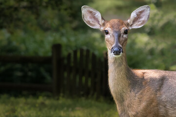 Doe, a Deer