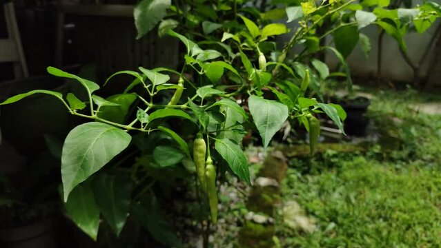 Chili plant which is planted at the house backyard. Chili is included in the basic needs of Indonesian people