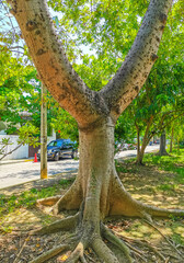 Huge beautiful Kapok tree Ceiba tree with spikes in Mexico.