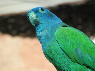 Green parrot