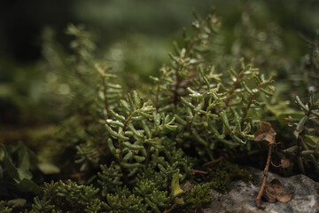 close-up white stonecrop (Sedum album), moody