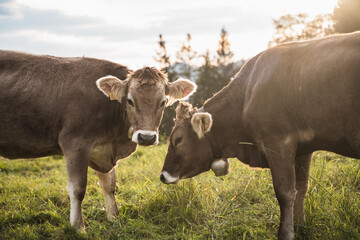 cow in the swiss alps