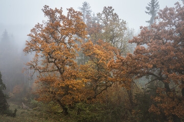 autumn in the woods. Oak tree on a early autumn morning with fog in the background