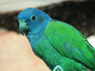 Green parrot