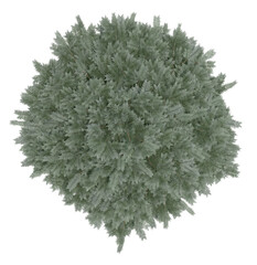 3D Rendering of  Abies Concolor PNG vegetation tree for compositing. No Backround.