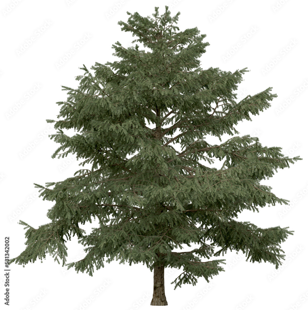 Wall mural 3d rendering of cedrus deodara png vegetation tree for compositing. no backround.