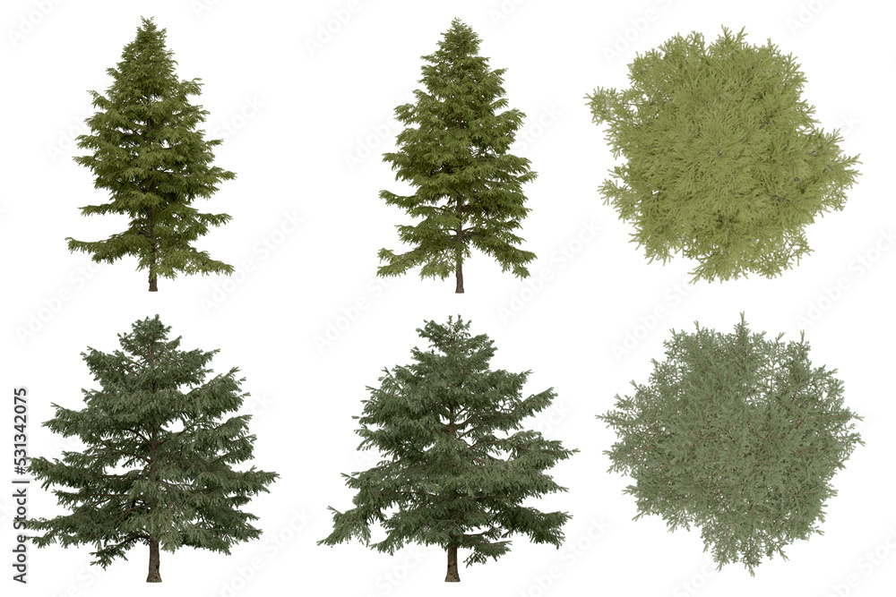 Wall mural 3d rendering of cedrus deodara png vegetation tree for compositing. no backround.