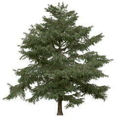 3d rendering of  Cedrus Deodara PNG vegetation tree for compositing. no backround.