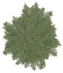 3d rendering of  Cedrus Deodara PNG vegetation tree for compositing. no backround.