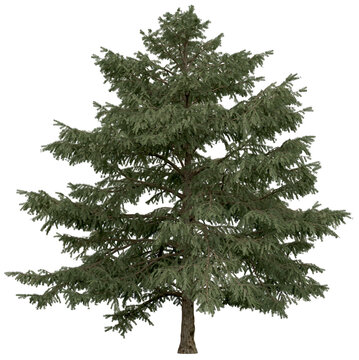 3d rendering of  Cedrus Deodara PNG vegetation tree for compositing. no backround.