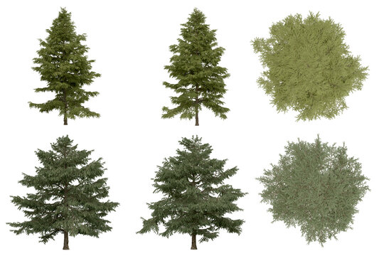 3d rendering of  Cedrus Deodara PNG vegetation tree for compositing. no backround.