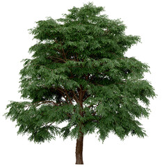 3d rendering of  Taxodium Mucronatum PNG vegetation tree for compositing. no backround