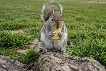 Naklejka na ściany i meble squirrel eating a cookie in the park, Washington, DC, USA