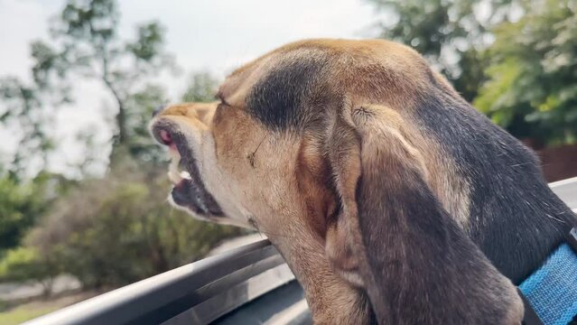A cute coonhound mix dog sticks his head out a sunroof of a moving car, exposing his teeth.	
