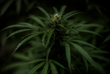 flor de cannabis 