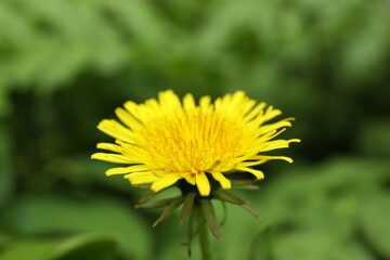 Obraz premium Beautiful yellow dandelion growing outdoors, closeup view