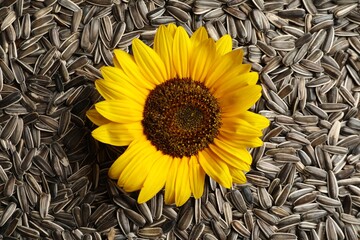Fototapeta premium Beautiful flower and raw sunflower seeds as background, top view