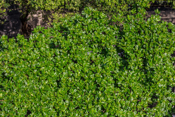 mango leaves outdoors in Rio de Janeiro.